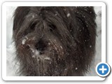 17 Florian im Dezember2004
Zuviel Schnee an den Beinen ...