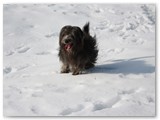 02 Im Februar 2010 im Schnee