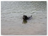 07 Im April 2010 am Baggersee
Er schwimmt nicht, er geht denn schwimmen ist nicht sein Ding.